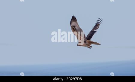 Bonellis Adler (Hieraaetus fasciautus) in sharm El-sheikh, Ägypten Stockfoto