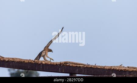 Bonellis Adler (Hieraaetus fasciautus) in sharm El-sheikh, Ägypten Stockfoto