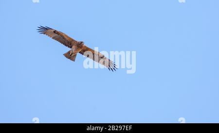 Bonellis Adler (Hieraaetus fasciautus) in sharm El-sheikh, Ägypten Stockfoto