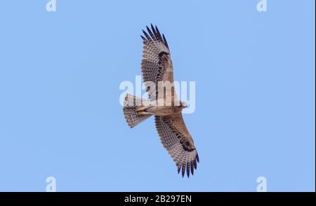 Bonellis Adler (Hieraaetus fasciautus) in sharm El-sheikh, Ägypten Stockfoto