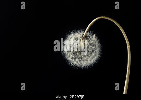 Löwenblüte auf schwarzem Grund. Minimales Naturfederkonzept. Nahaufnahme Stockfoto