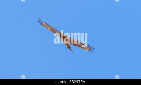 Bonellis Adler (Hieraaetus fasciautus) in sharm El-sheikh, Ägypten Stockfoto