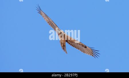 Bonellis Adler (Hieraaetus fasciautus) in sharm El-sheikh, Ägypten Stockfoto