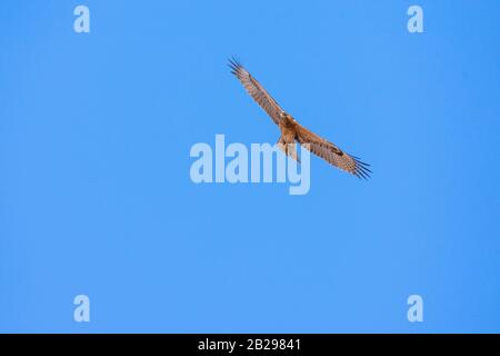 Bonellis Adler (Hieraaetus fasciautus) in sharm El-sheikh, Ägypten Stockfoto