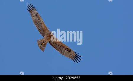Bonellis Adler (Hieraaetus fasciautus) in sharm El-sheikh, Ägypten Stockfoto