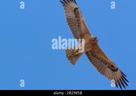 Bonellis Adler (Hieraaetus fasciautus) in sharm El-sheikh, Ägypten Stockfoto