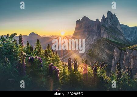 Schöne Aussicht auf den Gipfel von Seceda. Trentino Alto Adige, Alpen in den Dolmen, Südtirol, Italien, Europa mit violetten Blumen im Morgenlicht. Stockfoto