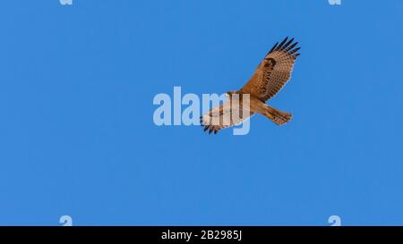 Bonellis Adler (Hieraaetus fasciautus) in sharm El-sheikh, Ägypten Stockfoto
