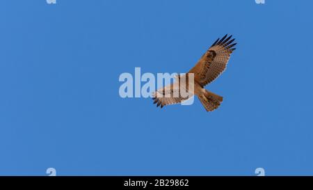 Bonellis Adler (Hieraaetus fasciautus) in sharm El-sheikh, Ägypten Stockfoto