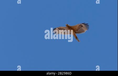 Bonellis Adler (Hieraaetus fasciautus) in sharm El-sheikh, Ägypten Stockfoto