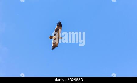 Östlicher Kaiseradler, Aquila heliaca Stockfoto