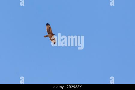Bonellis Adler (Hieraaetus fasciautus) in sharm El-sheikh, Ägypten Stockfoto