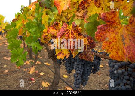 Farbenfroher Weinberg Stockfoto