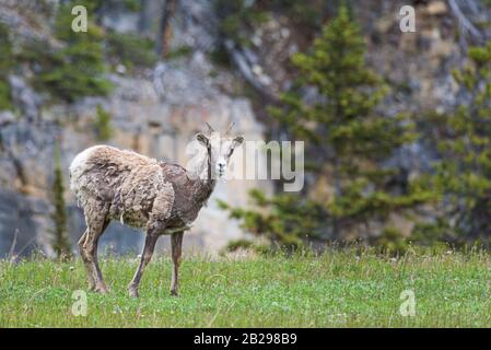 Reh im Rasen Stockfoto