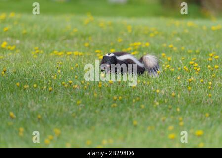 Skunk o mofeta Chilena Stockfoto