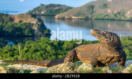 Komodo Drache. Wissenschaftlicher Name: Varanus komodoensis. Die weltweit größte lebende Echse in natürlichem Lebensraum. Landschaft von Island Rinca. Indonesien. Stockfoto