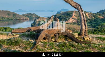 Komodo Drachen. Wissenschaftlicher Name: Varanus komodoensis. Die weltweit größte lebende Echse in natürlichem Lebensraum. Landschaft von Island Rinca. Indonesien. Stockfoto