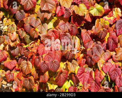 Schöne rote und gelbe strukturierte Efeublätter, die im späten Herbst an einer Wand wachsen Stockfoto