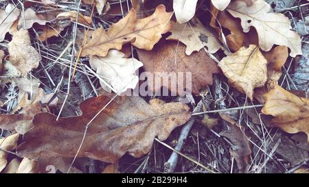 Blätter im Herbst auf der Forststraße closeup gefallen Stockfoto