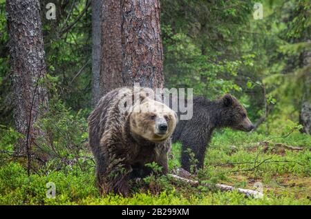 Ursa Bär schüttelt ab. Mutter She-Bear und Jungtiere im Sommer Kiefernwald. Familie des braunen Bären. Wissenschaftlicher Name: Ursus arctos. Natürlicher Lebensraum. Stockfoto