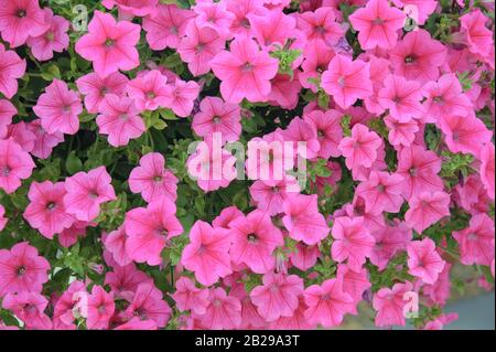 Petunie (Petunia SURFINIA Pink) Stockfoto