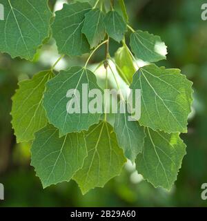 Zitterpappel (Populus tremula) Stockfoto
