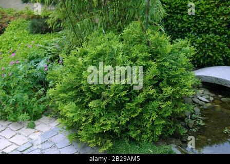 (Zwerg-Hibalebensbaum Thujopsis dolabrata 'Nana') Stockfoto