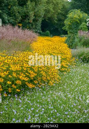 (Sonnenhut Rudbeckia fulgida 'Goldsturm'), Chinaschilf (Miscanthus sinensis 'Kleine Fontäne') Stockfoto