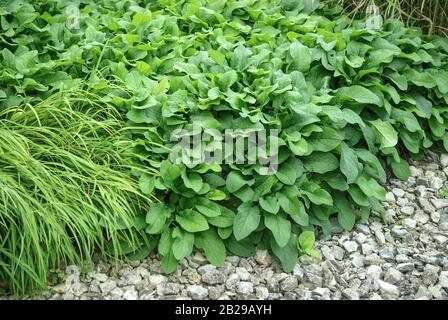 Kleiner, Kleiner Kaukasusbeinwell Kaukasusbeinwell (Symphytum grandiflorum) Stockfoto