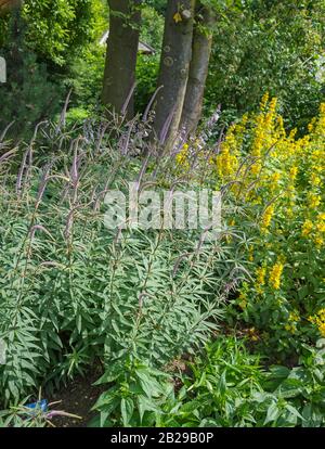 Kandelaber-Ehrenpreis (Veronicastrum virginicum) Stockfoto