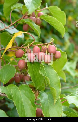 Mini-Kiwi (Actinidia arguta WEIKI®) Stockfoto