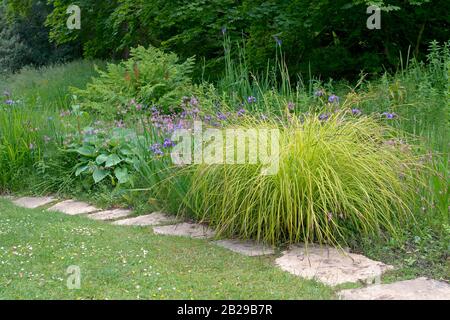 Steife Segge (Carex elata 'Aurea') Stockfoto