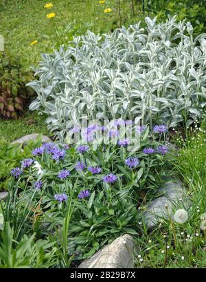 (Berg-Flockenblume Centaurea montana), (Stachys byzantina Wollziest) Stockfoto