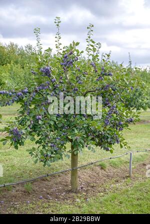 Zwetsche (Prunus domestica 'Topper') Stockfoto