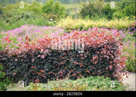 Blut-Buche (Fagus sylvatica 'Atropunicea') Stockfoto