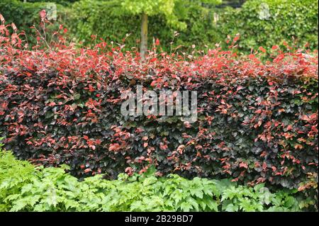 Blut-Buche (Fagus sylvatica 'Atropunicea') Stockfoto