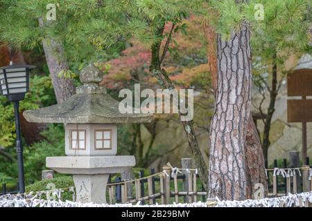 Japanische Rot-Kiefer (Pinus densiflora) Stockfoto