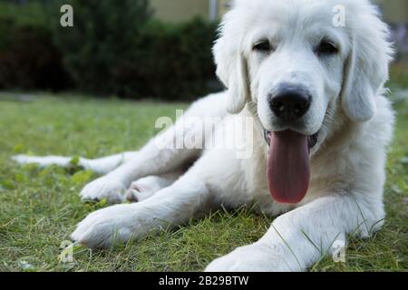 Tatra Shepherd Dog vier Monate alte Welpen im Hausgarten. Stockfoto