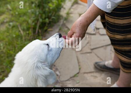 Tatra Shepherd Dog vier Monate alte Welpen im Hausgarten. Stockfoto