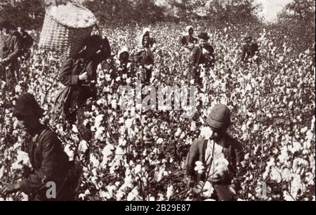Sklaven, die Baumwolle auf einer südlichen Plantage pflücken. Stockfoto