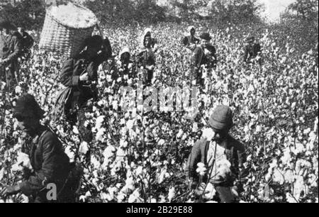 Sklaven, die Baumwolle auf einer südlichen Plantage pflücken. Stockfoto