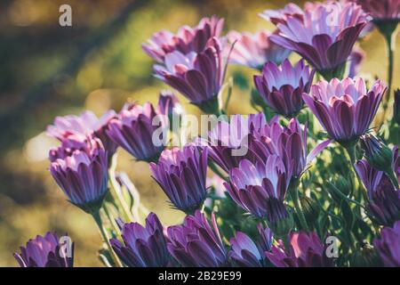 Blumen von Osteospermum 'Soprano Purple', die im Allgemeinen als Afrikanische Gänseblümchen oder Cape Daisy bekannt sind Stockfoto