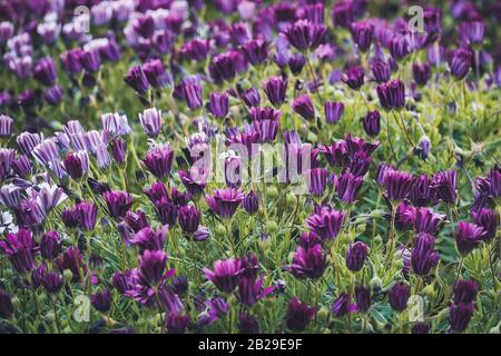 Blumen von Osteospermum 'Soprano Purple', die im Allgemeinen als Afrikanische Gänseblümchen oder Cape Daisy bekannt sind Stockfoto