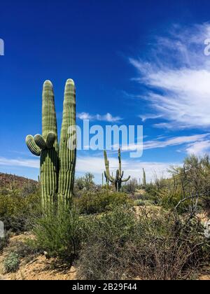 Saguaro Kaktus in der Wüste Stockfoto