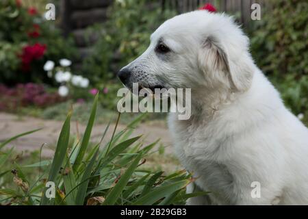 Tatra Shepherd Dog vier Monate alte Welpen im Hausgarten. Stockfoto