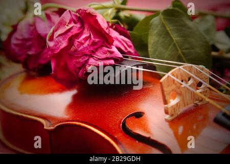 Eine verwelkte rote Rose liegt auf dem Griffbrett einer Geige und symbolisiert das Ende der Musik, Verlust und Melancholie. Stockfoto