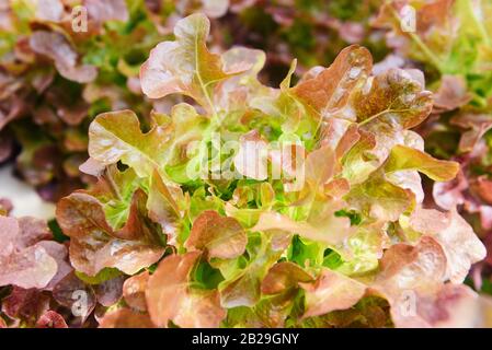 Salat aus rotem Eichensalat, der im Garten wächst / frisches Gemüse Hydroponic Stockfoto