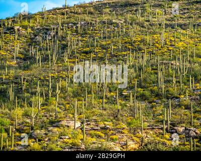 Saguaro Kaktus in der Wüste Stockfoto