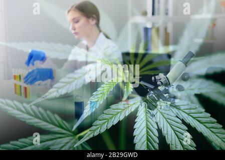 Wissenschaftliche Forschung experimentiert Cannabis CBD-Ölhanfprodukte im Labor mit Marihuanablättern/Chemikern, die an Cannabisextrakt für mich arbeiten Stockfoto