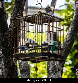 Dekorativer Gefechtsler im Käfig, der auf einem Baum im Garten montiert ist. Stockfoto